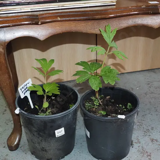 2x potted yellow tree peonies