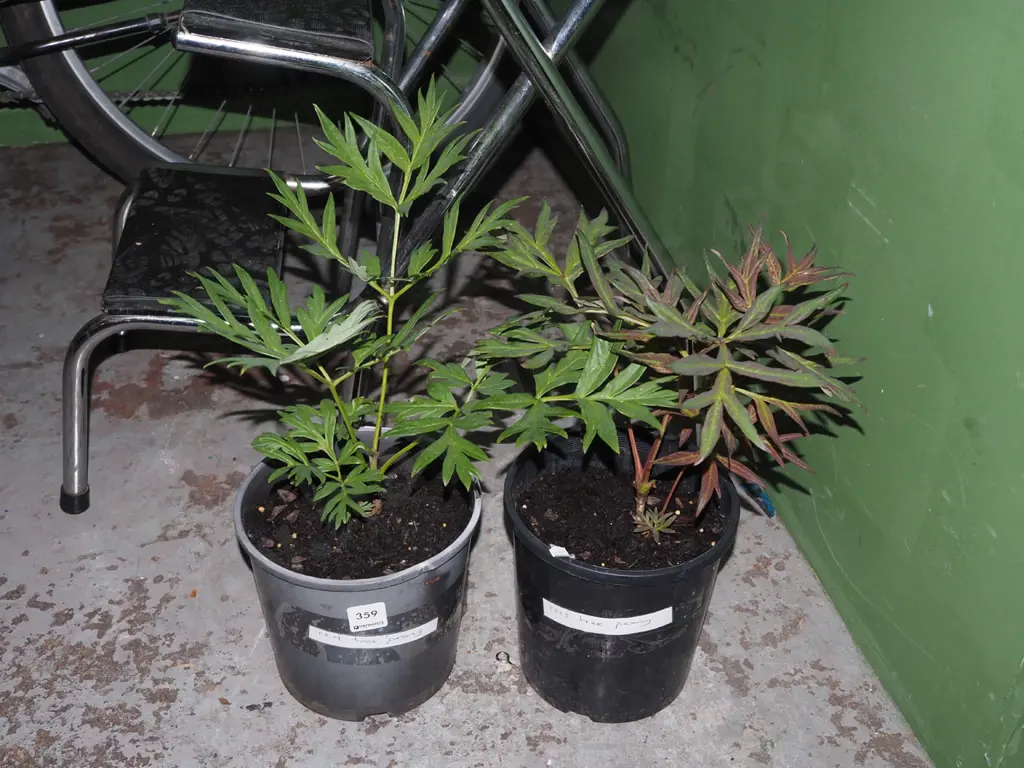 2x red tree peonies Image 1++