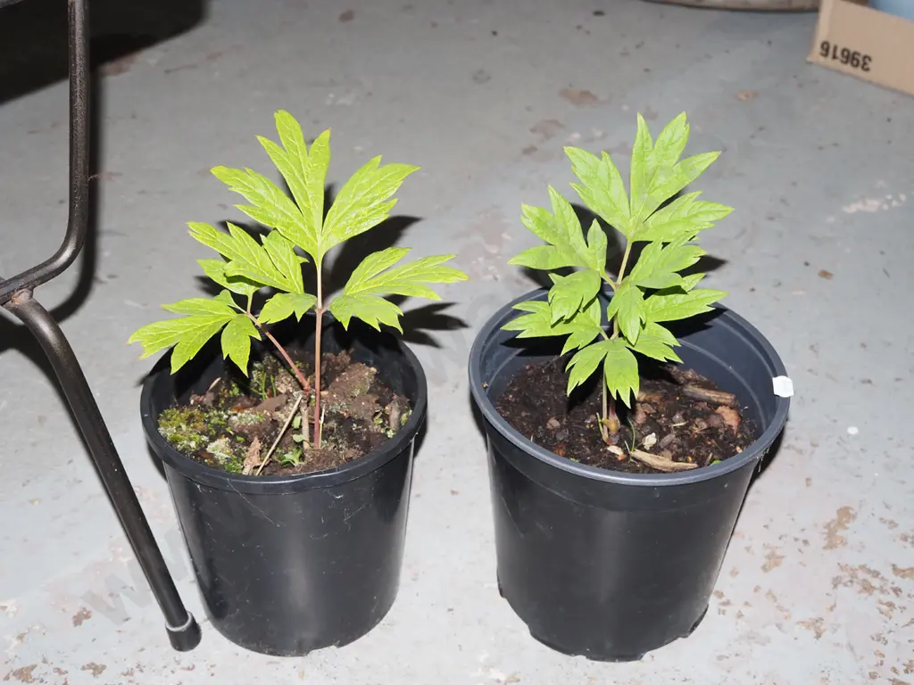 2x potted tree peonies Image 1++