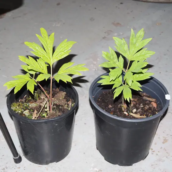 2x potted tree peonies