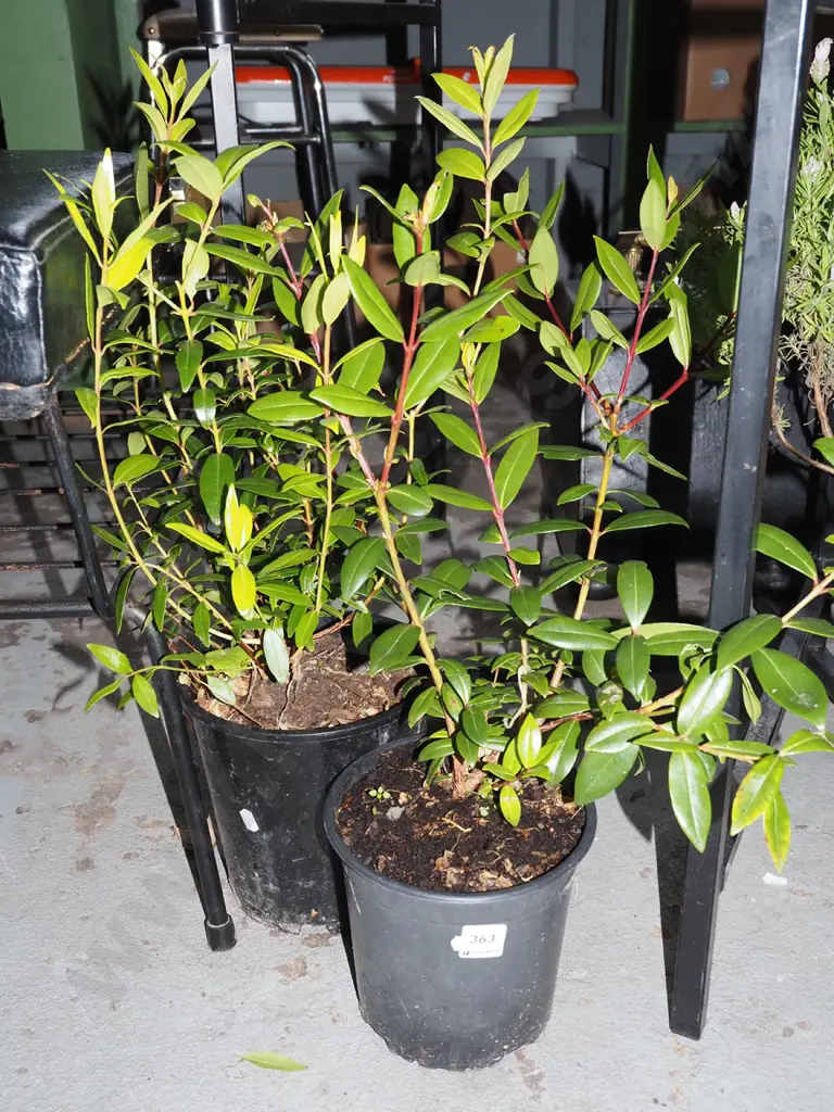 2x potted pohutukawa Image 1++