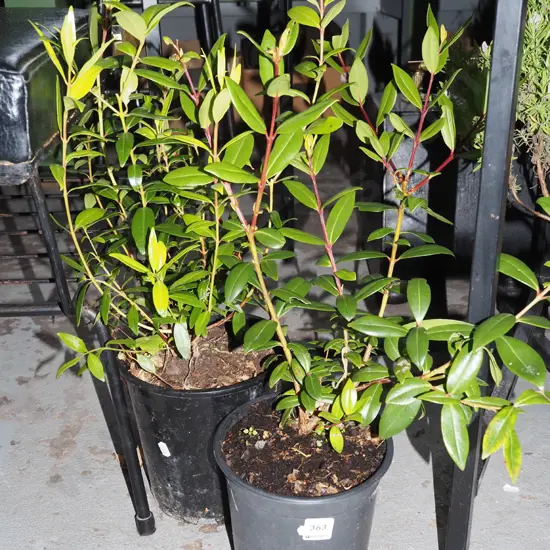 2x potted pohutukawa