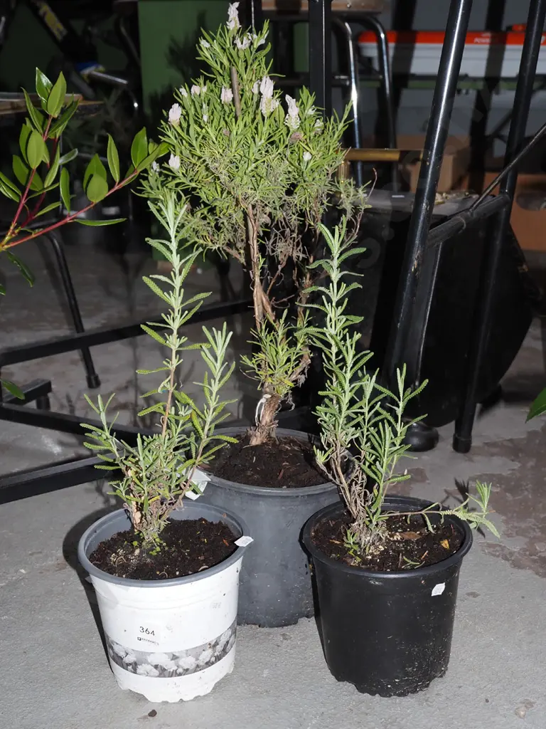 3x potted lavender Image 1++
