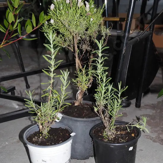3x potted lavender