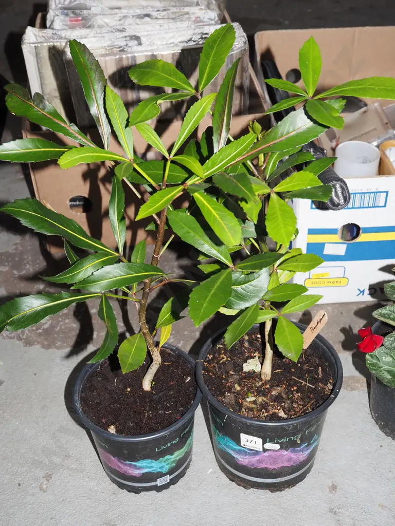 2x potted pseudopanax Image 1++