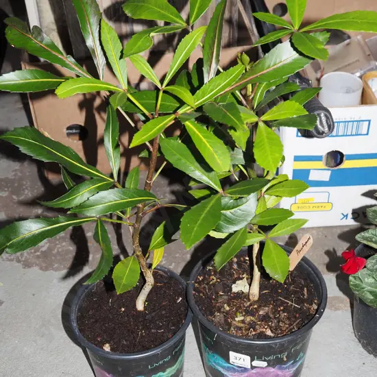 2x potted pseudopanax