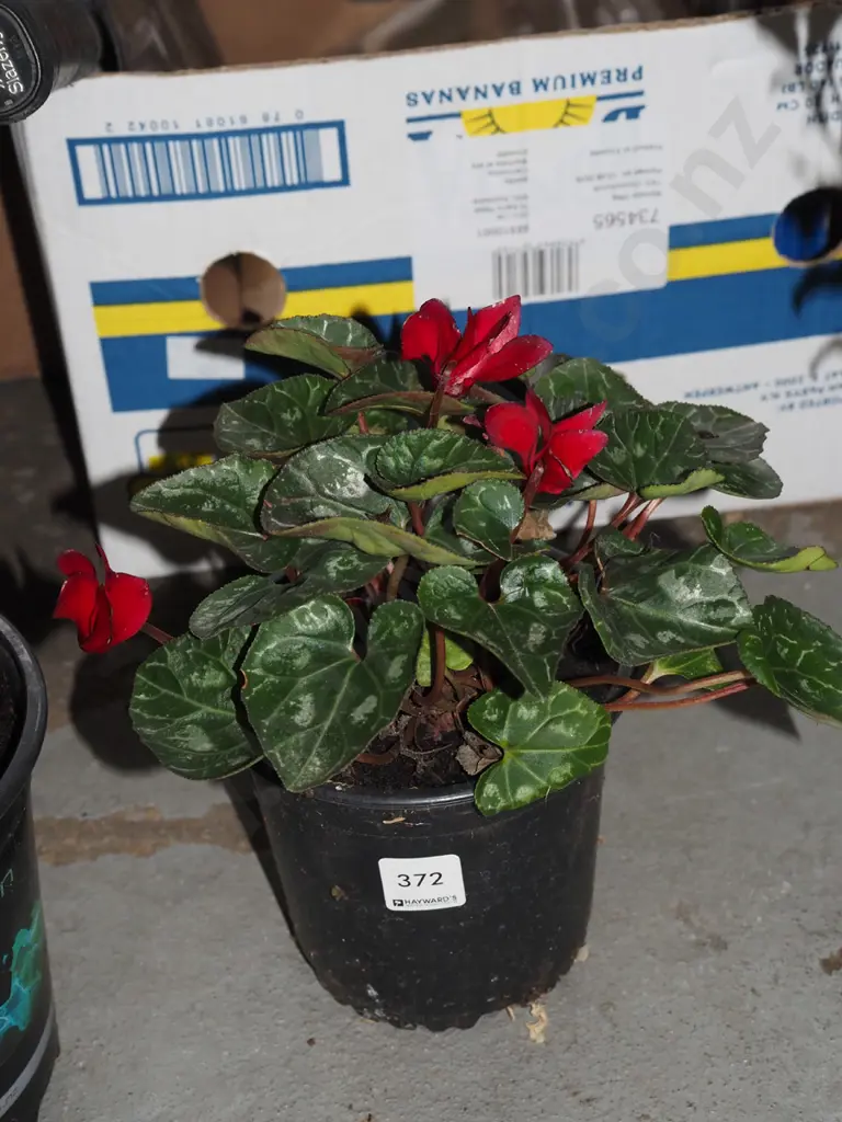 potted red cyclamen Image 1++