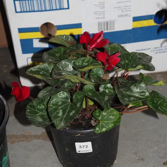 potted red cyclamen
