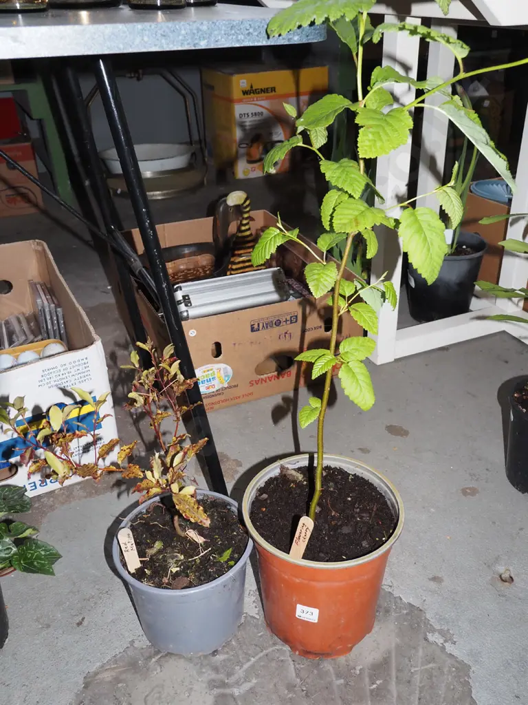 potted red matipo, flowering cherry Image 1++