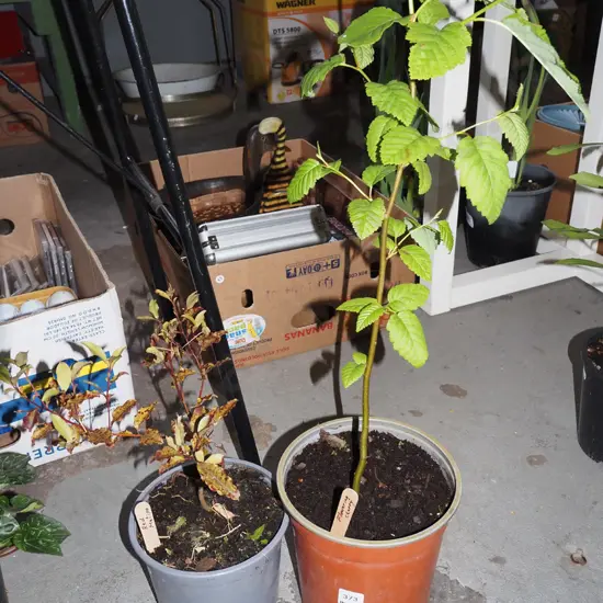 potted red matipo, flowering cherry