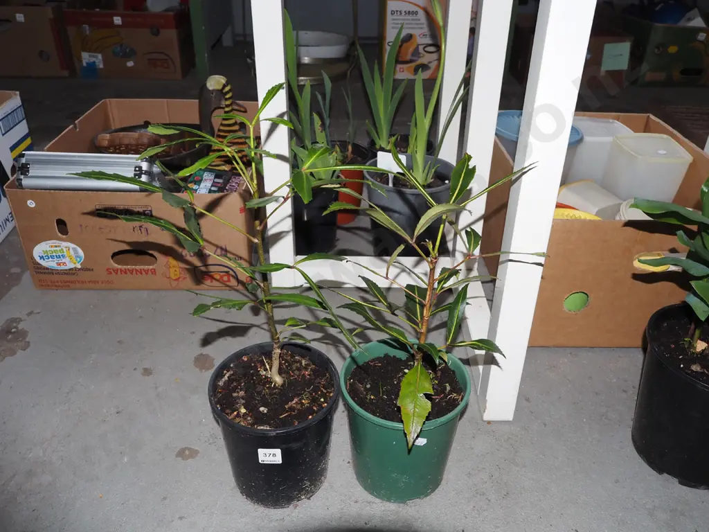 2x potted pseudopanax Image 1++
