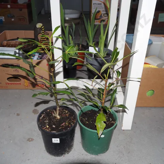 2x potted pseudopanax