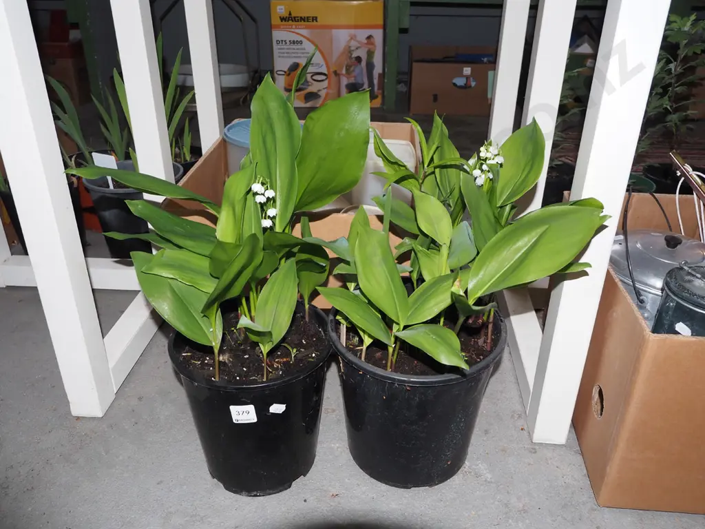 2x potted lily of the valley Image 1++