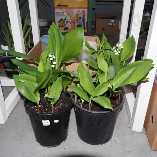 2x potted lily of the valley