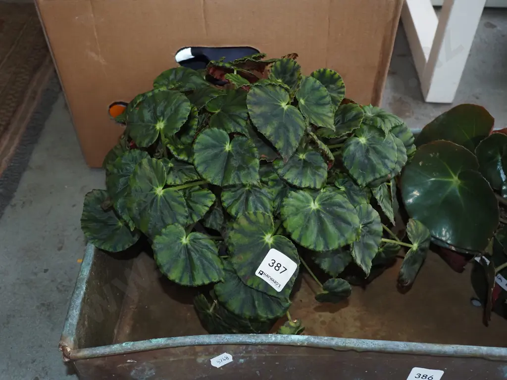 1x potted begonia Image 1++