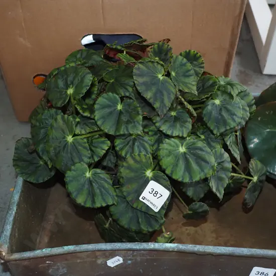 1x potted begonia