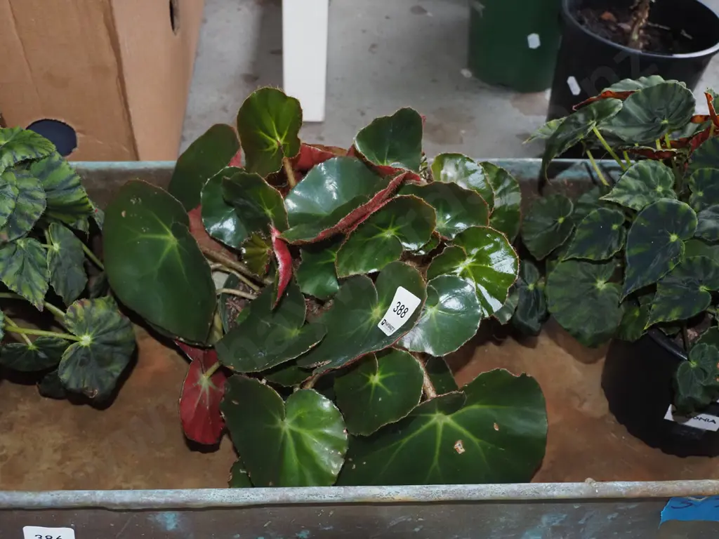 1x potted begonia Image 1++