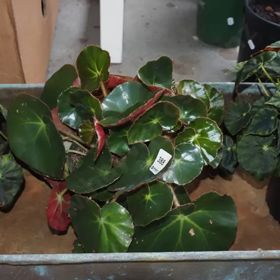 1x potted begonia