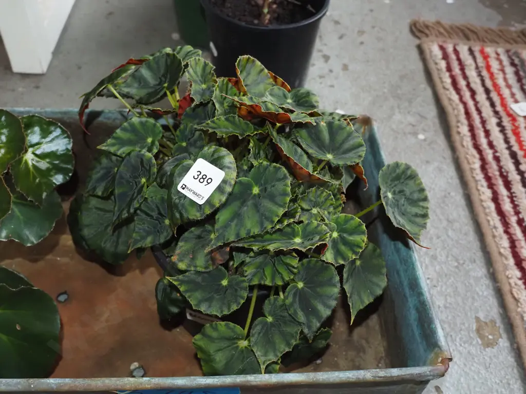 1x potted begonia Image 1++