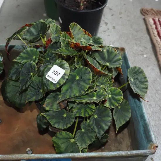 1x potted begonia