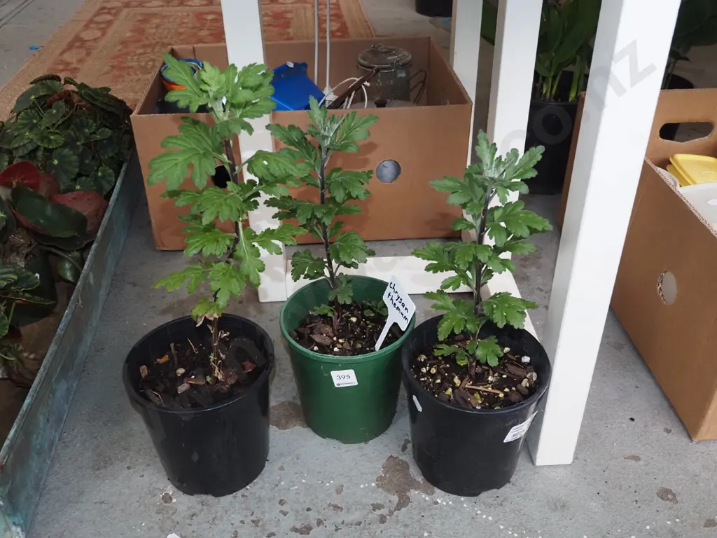 3x potted chrysthanemum Image 1++