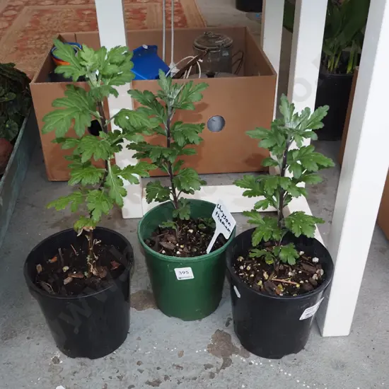 3x potted chrysthanemum