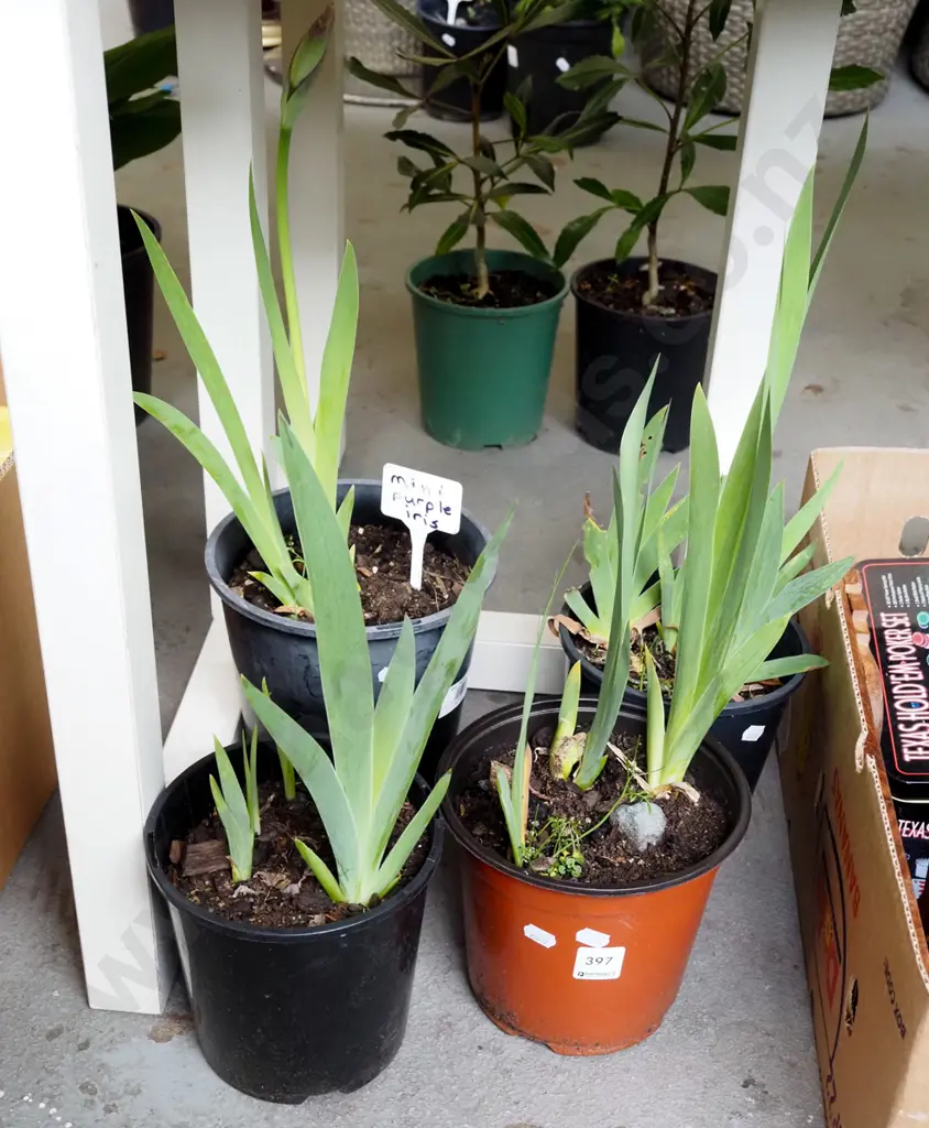4x potted mini irises Image 1++
