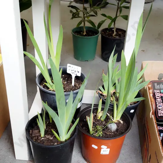 4x potted mini irises