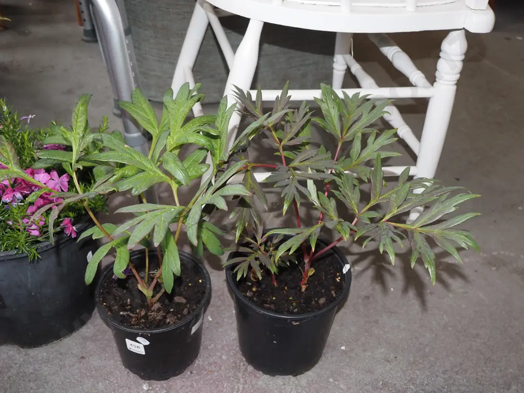 2x red tree peonies Image 1++