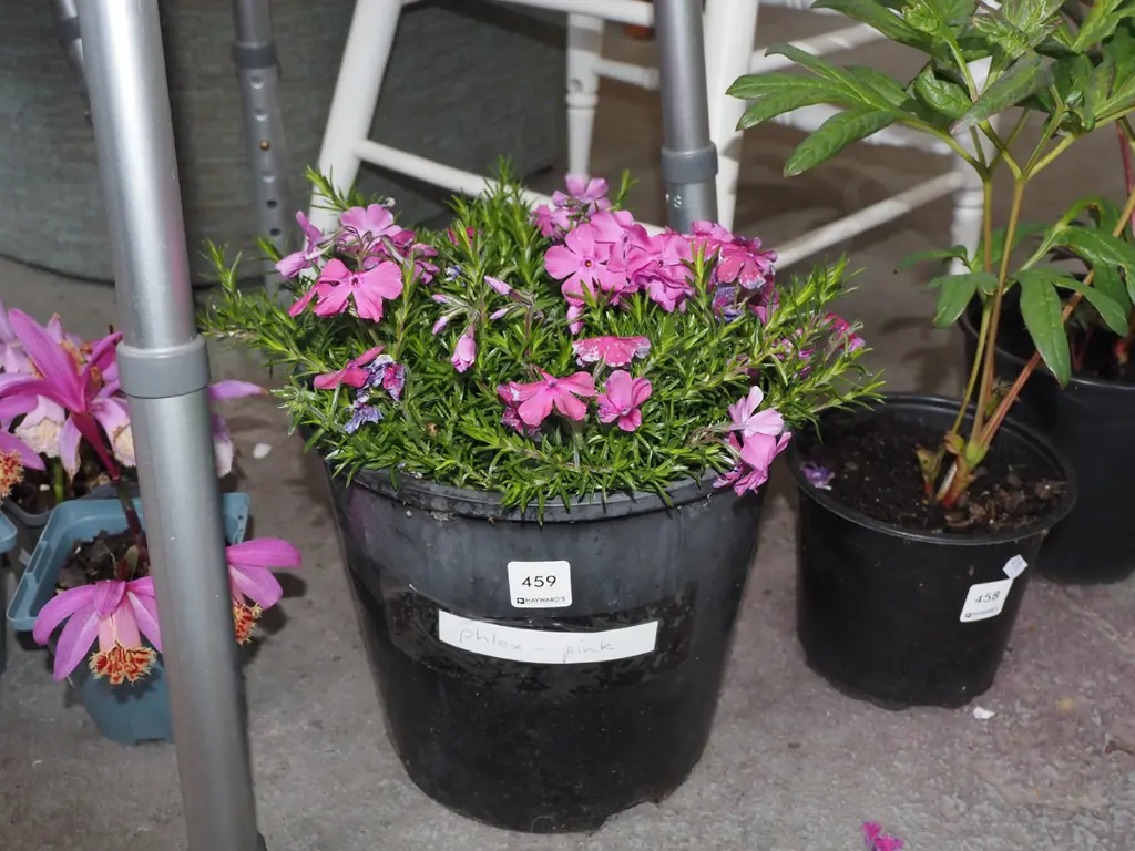 potted pink phlox Image 1++