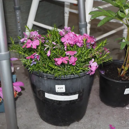 potted pink phlox
