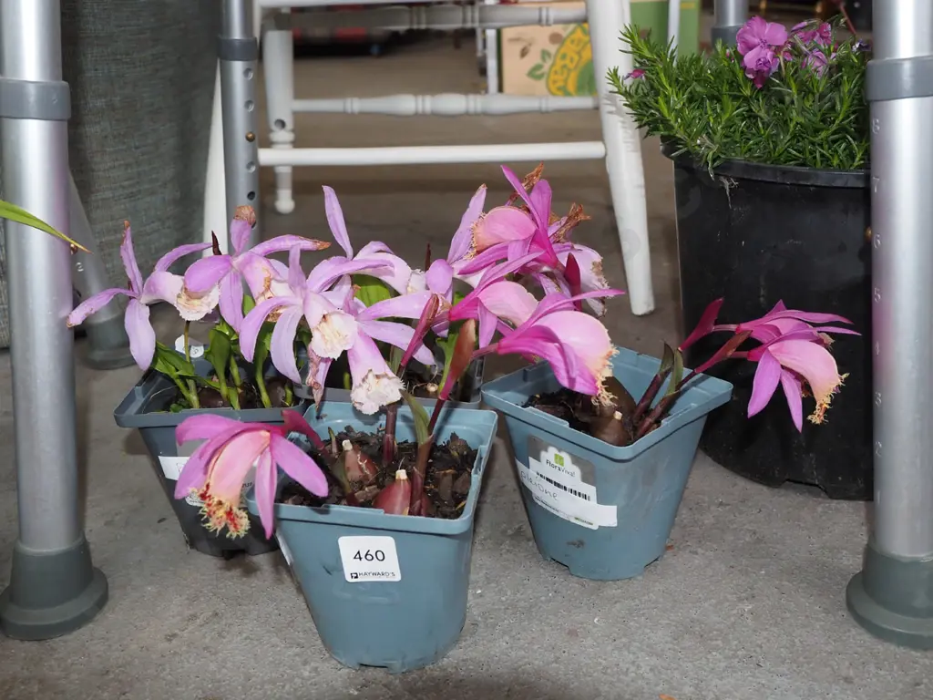 4x potted pleione orchids Image 1++