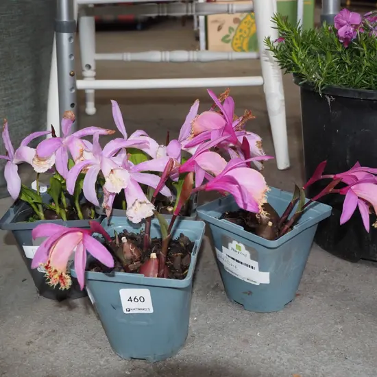 4x potted pleione orchids