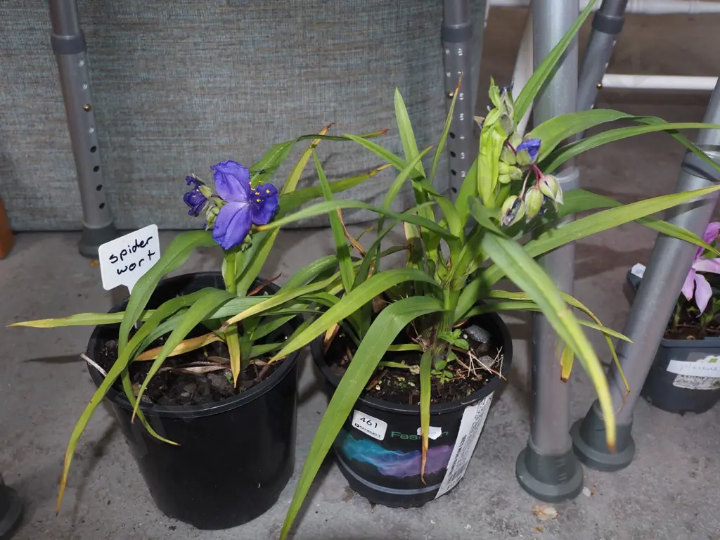 2x potted spiderworts Image 1++