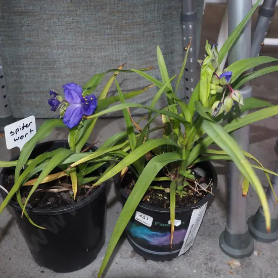 2x potted spiderworts