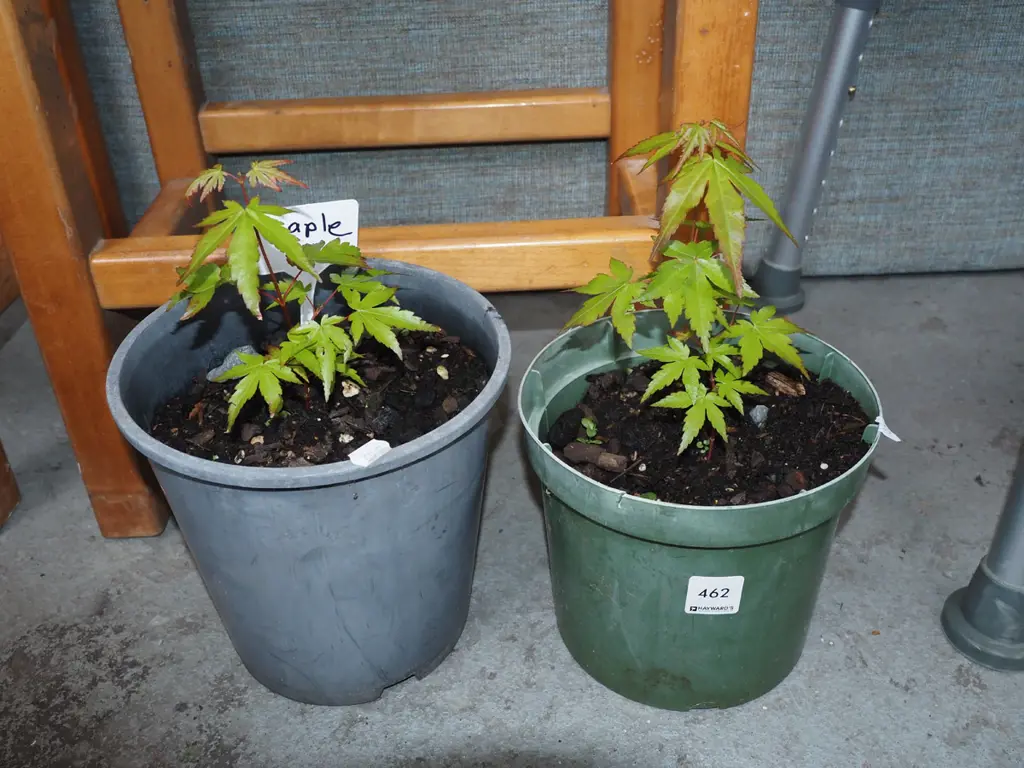 2x potted maples Image 1++