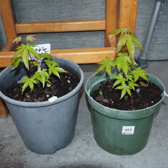 2x potted maples
