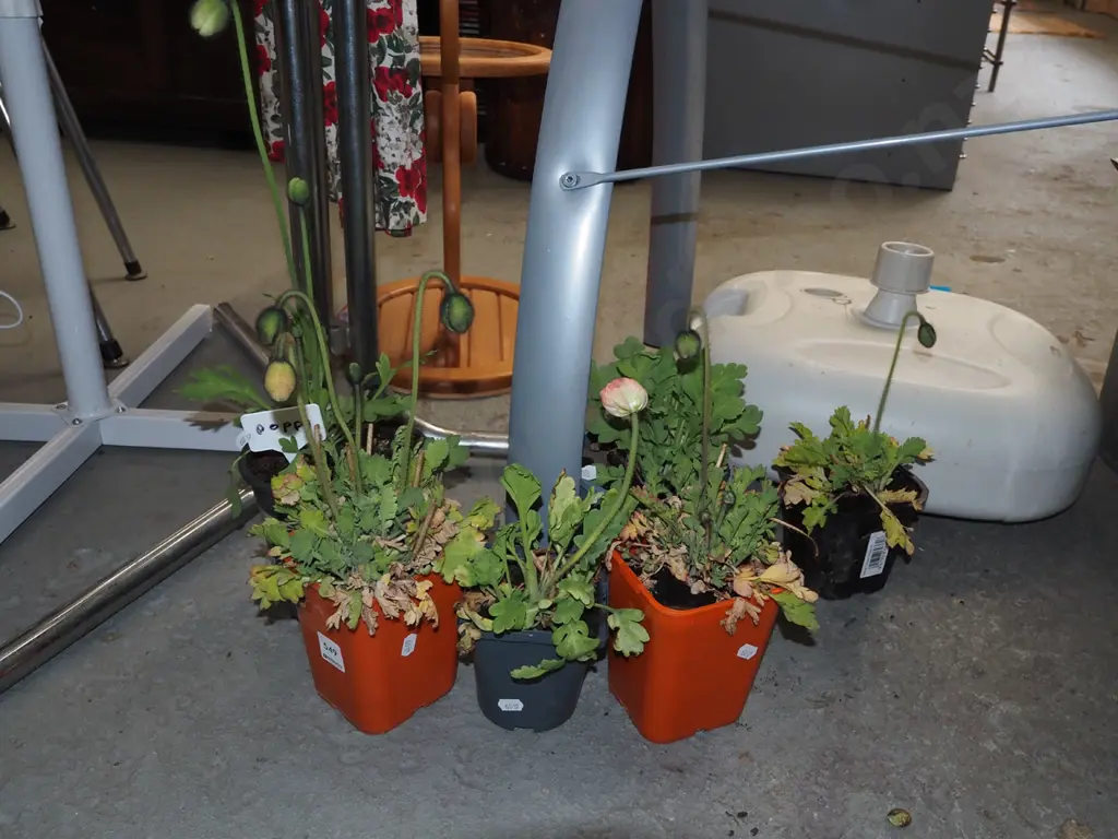 6x potted poppies Image 1++