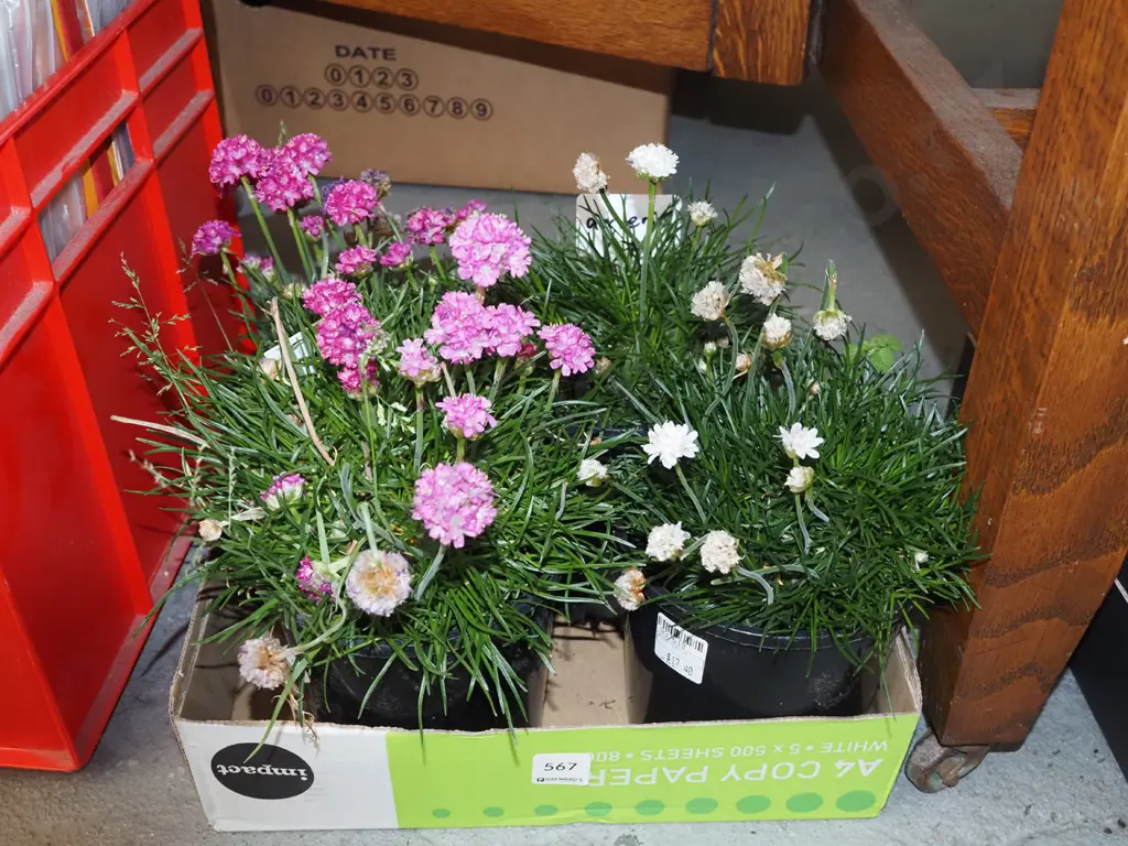 4x potted ameria Image 1++