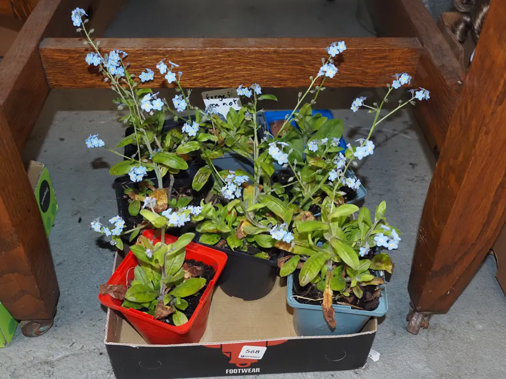 8x potted forget me nots Image 1++