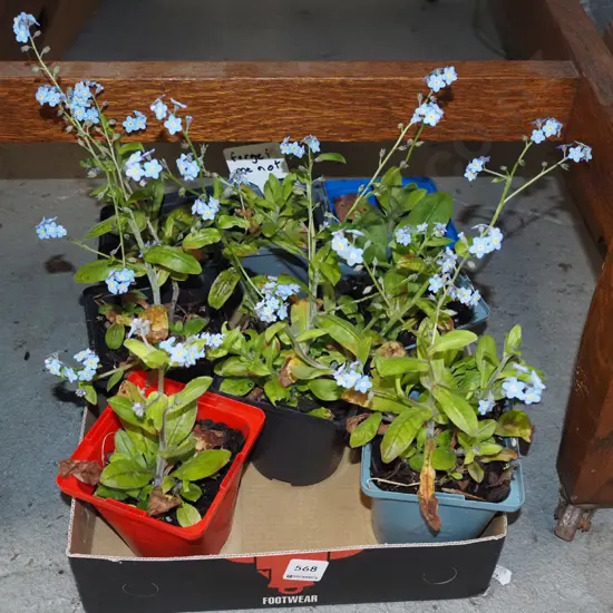 8x potted forget me nots