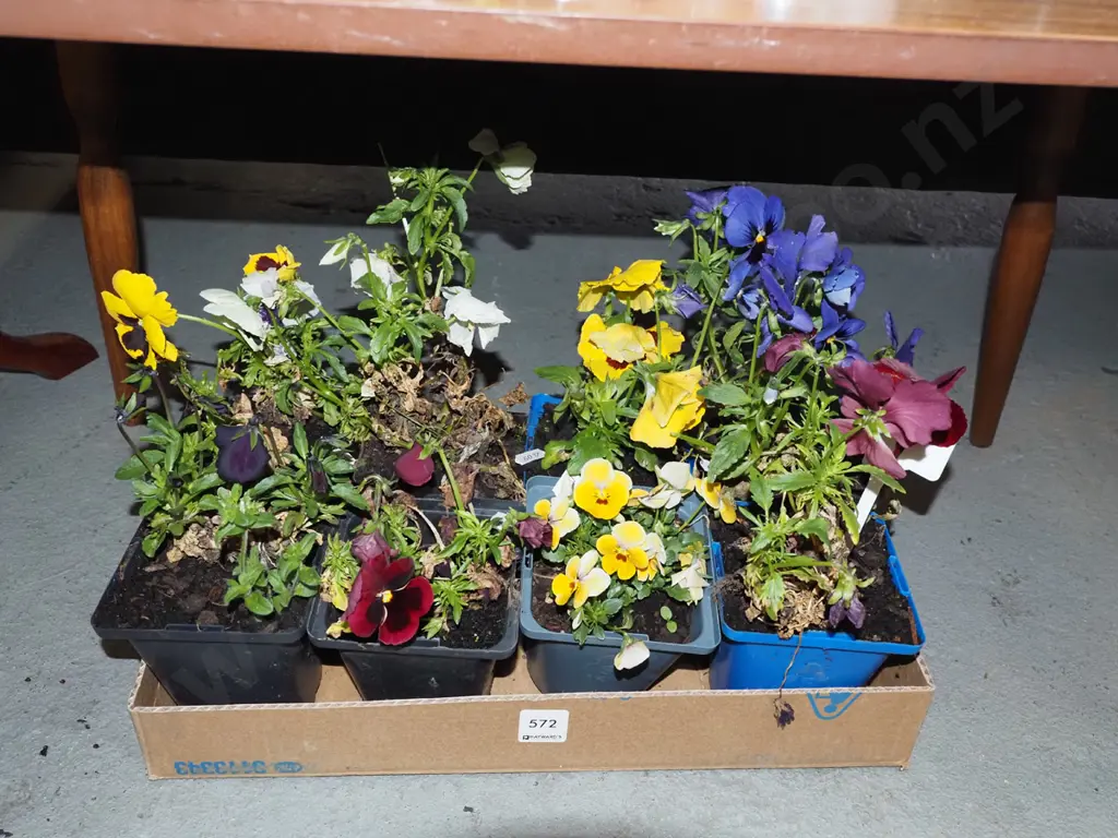 8x potted pansies Image 1++