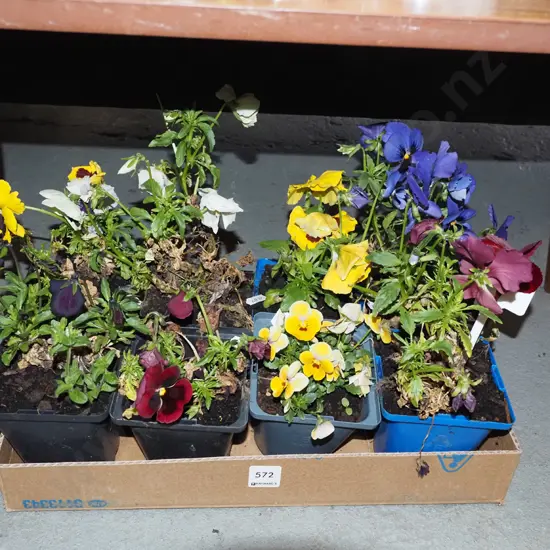 8x potted pansies