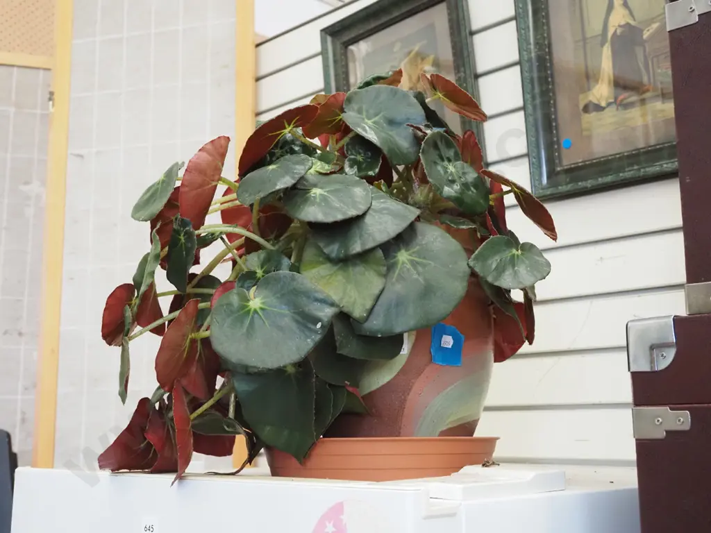 potted begonia Image 1++