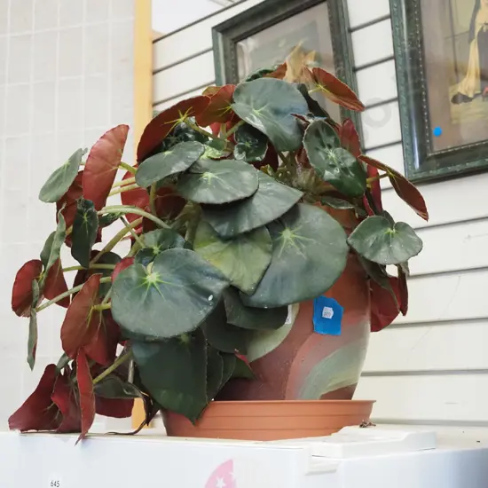 potted begonia