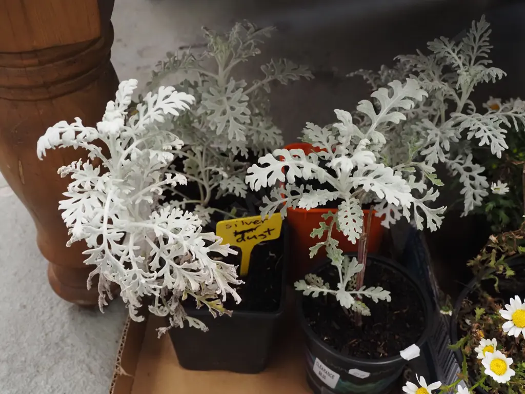 4x potted silver dust Image 1++