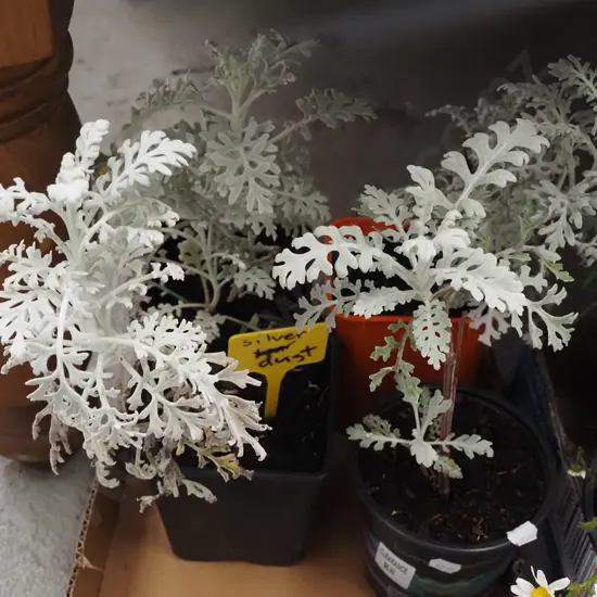 4x potted silver dust