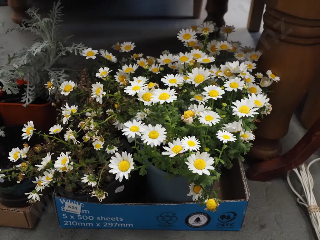 4x potted daisies Image 1++