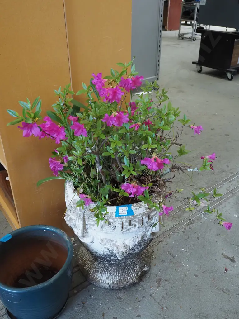 azalea in concrete urn Image 1++