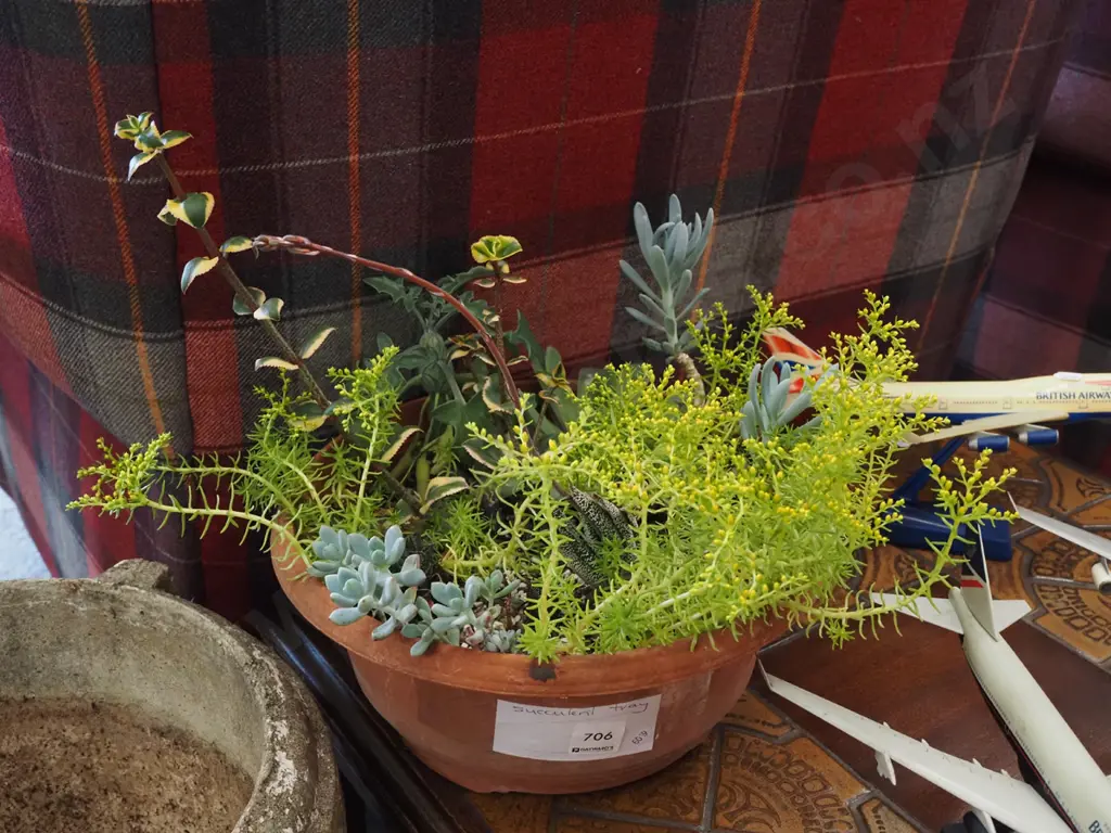 various succulents in plastic planter Image 1++
